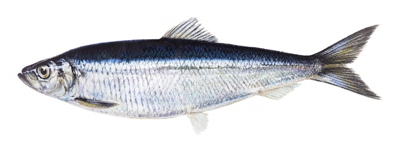Clupea pallasii Тихоокеанская сельдь