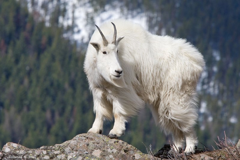 Oreamnos americanus