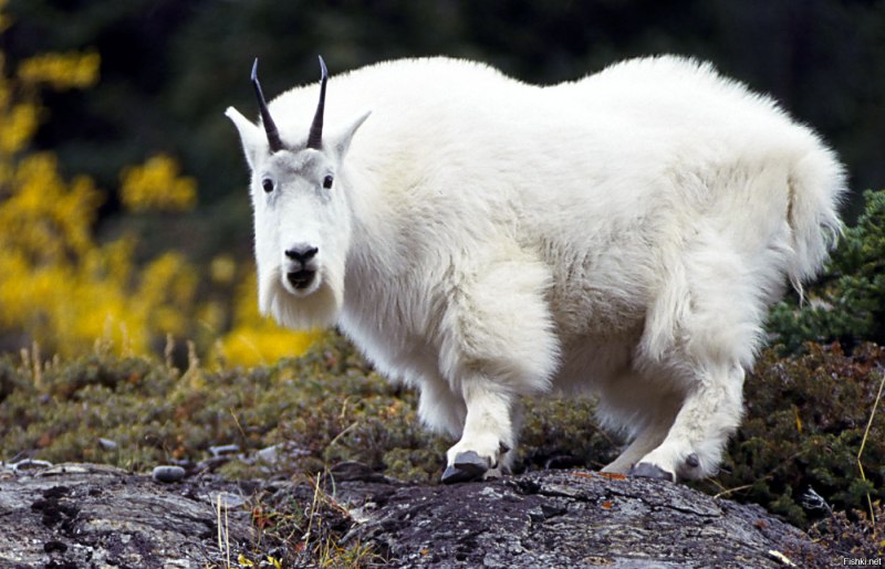 Oreamnos americanus