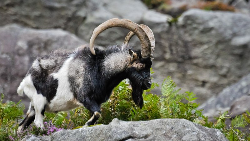 Craggy Goat