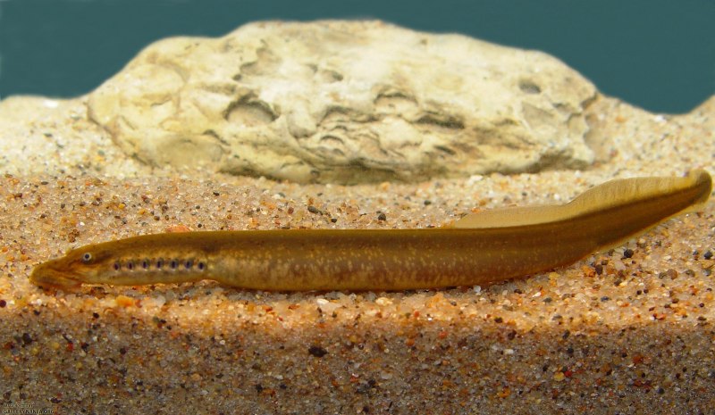 Каспийская минога Caspiomyzon wagneri