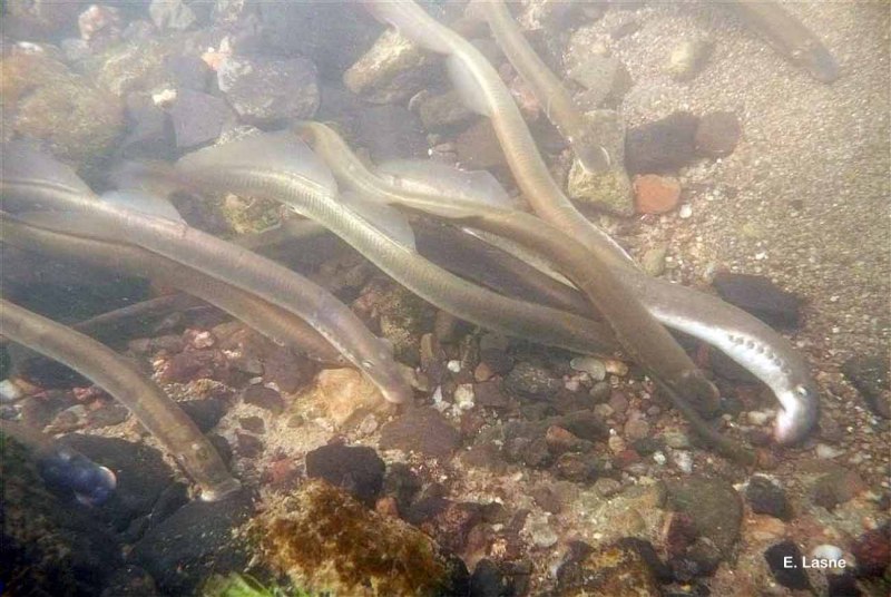 Речная минога Lampetra fluviatilis