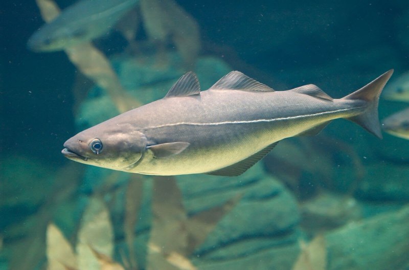 Арктический голец Salvelinus Alpinus