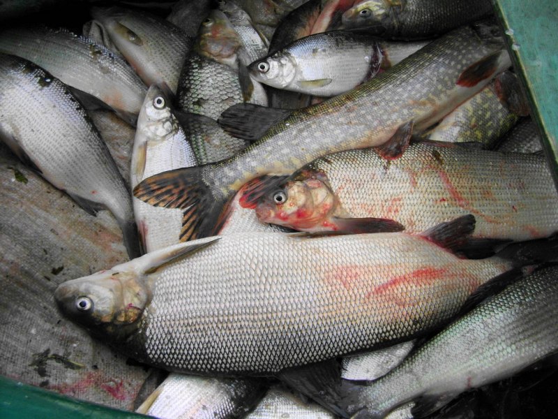 Рыба выпрыгивает из воды