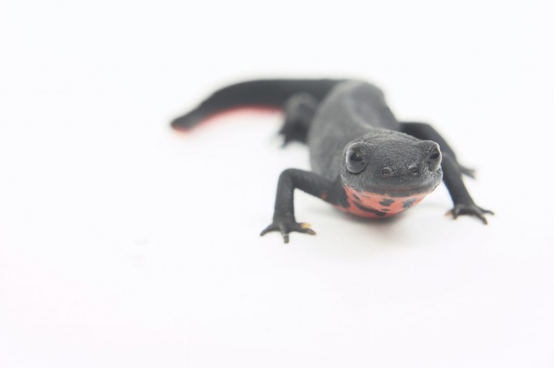 Тритон огненнобрюхий (Cynops orientalis)