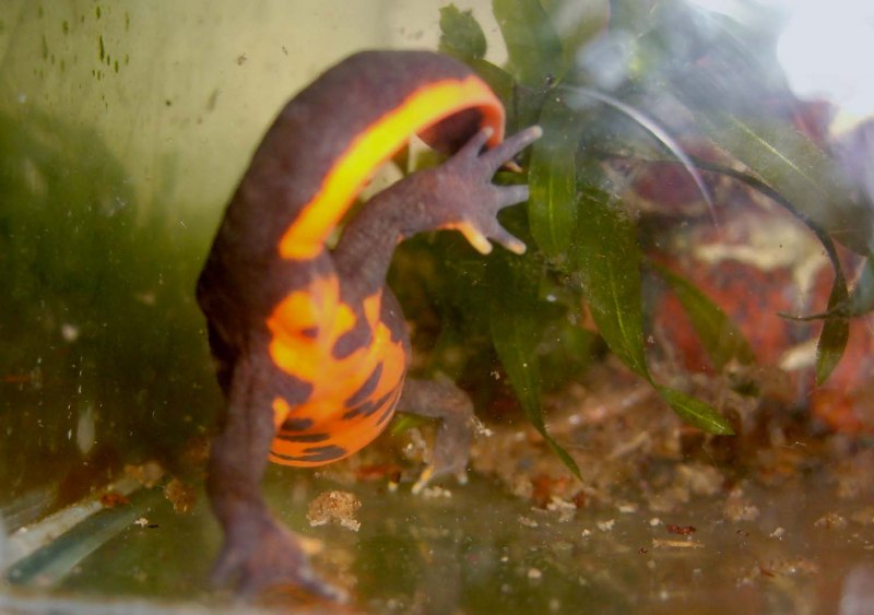 Hypselotriton orientalis