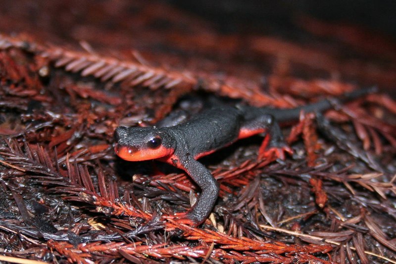Тритон огненнобрюхий (Cynops orientalis)