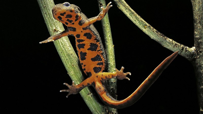 Triturus cristatus гребенчатый Тритон