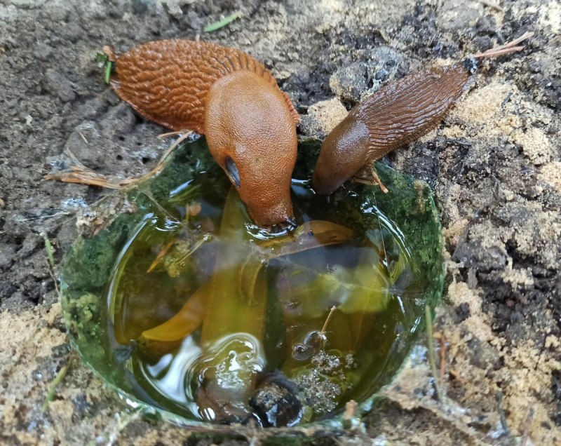 СЛИЗНЯК насекомое