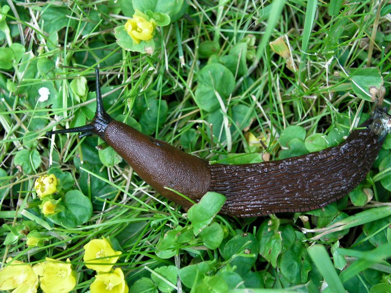 Arion lusitanicus слизняки