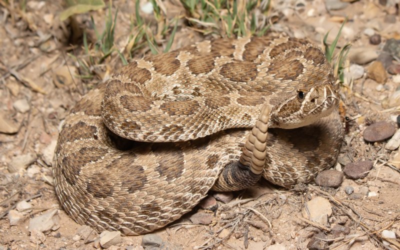 Техасский гремучник Crotalus Atrox