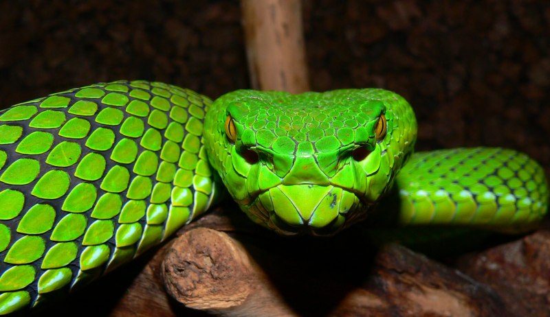 Техасский гремучник Crotalus Atrox
