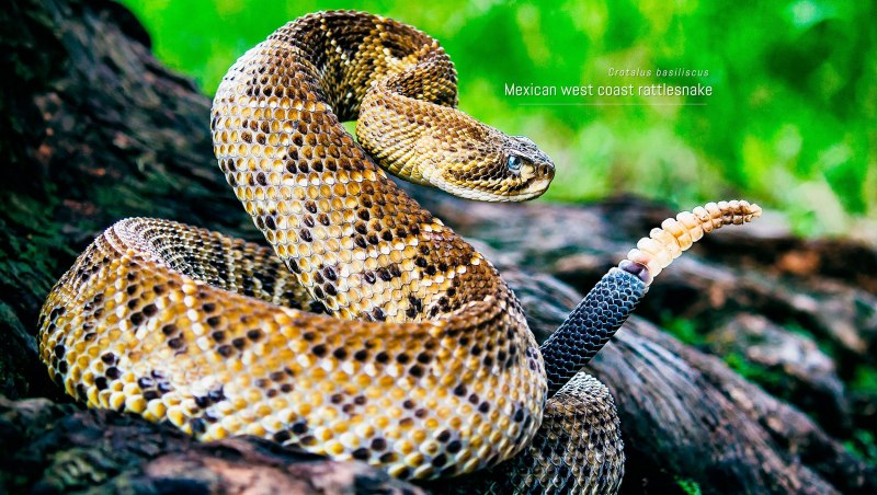 Crotalus viridis