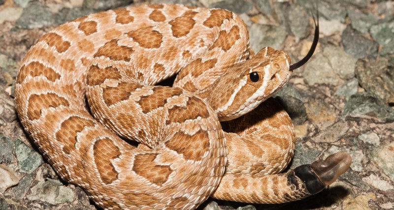 Crotalus oreganus lutosus