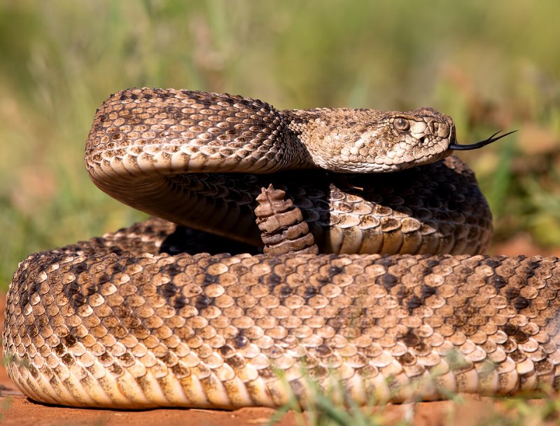 Prairie Rattlesnake