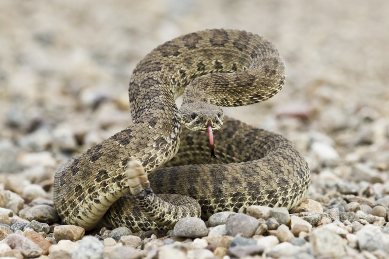 Crotalus viridis