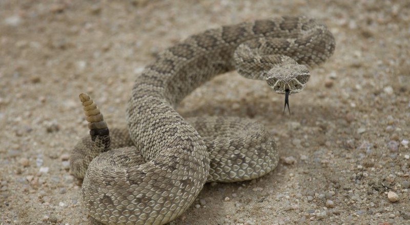 Crotalus durissus