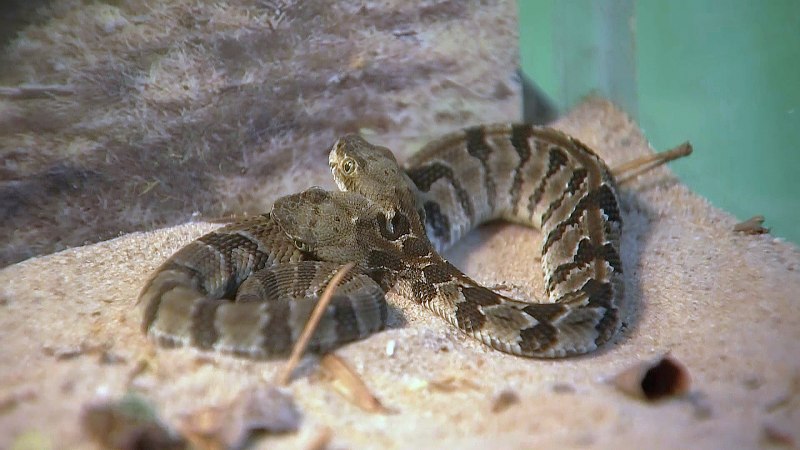 Техасский гремучник Crotalus Atrox
