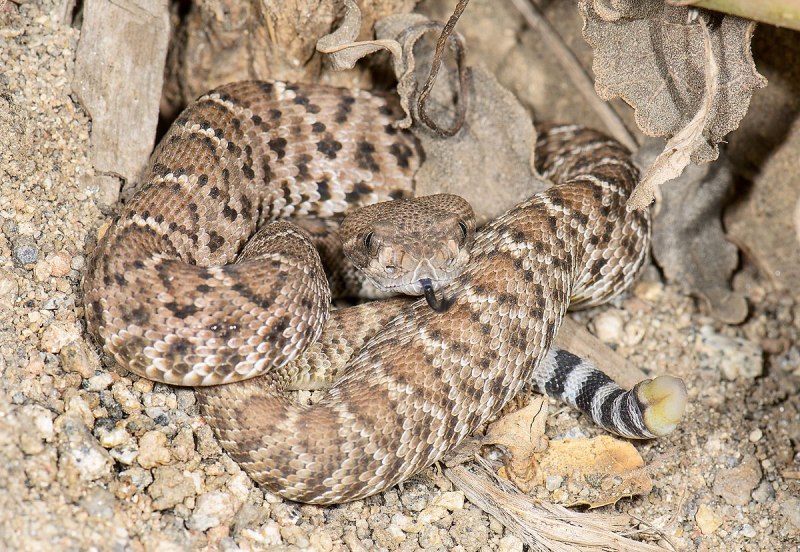 Crotalus viridis
