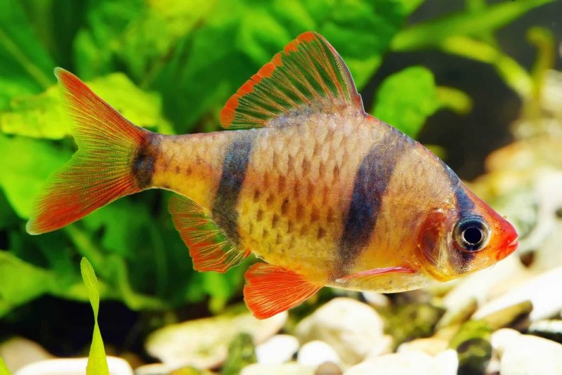 Барбус кучингский (Puntius kuchingensis)