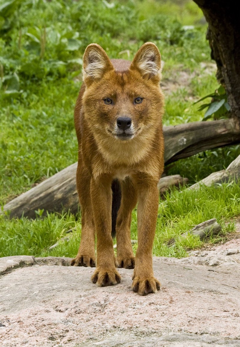 Cuon Alpinus Alpinus