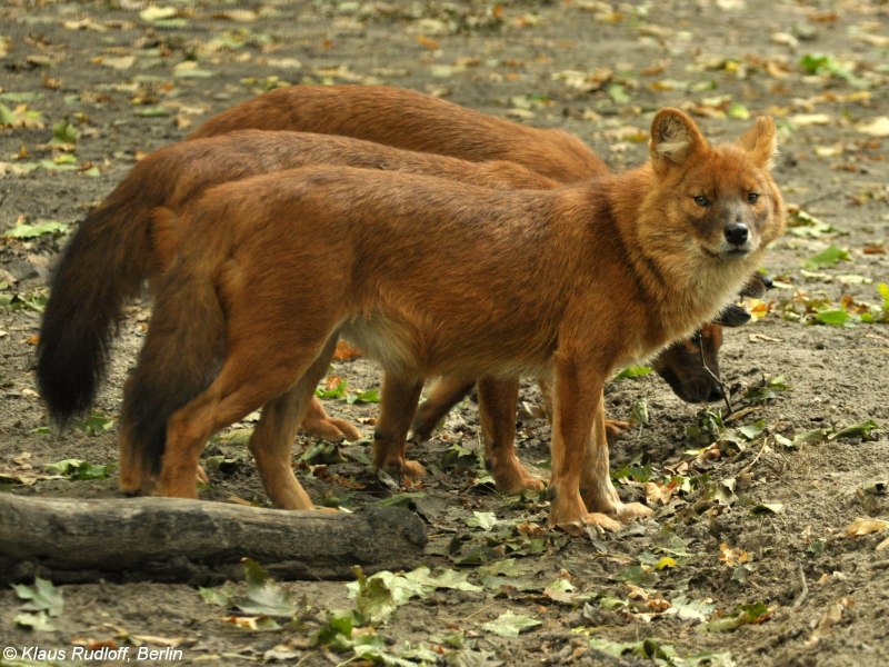 Красный волк Красноярский край