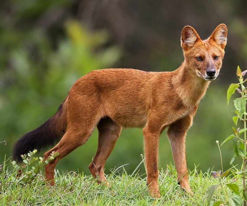 Ussuri Dhole