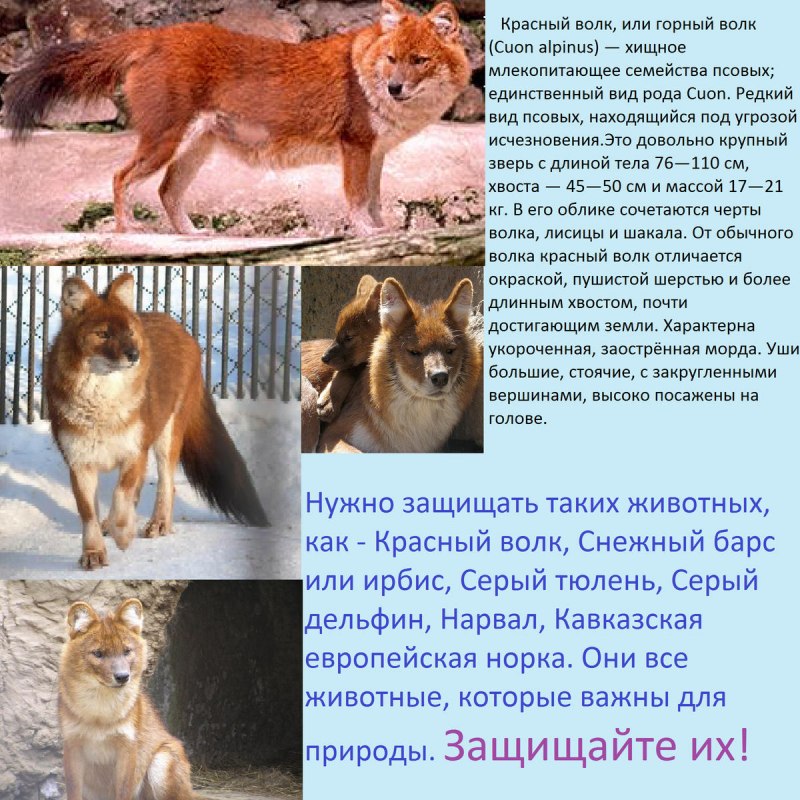 Красный волк крутое фото