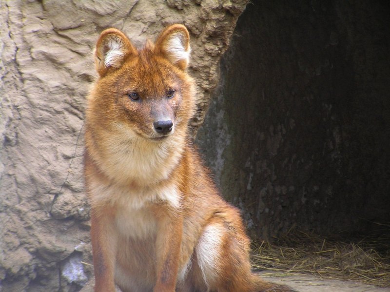 Коричневый волк