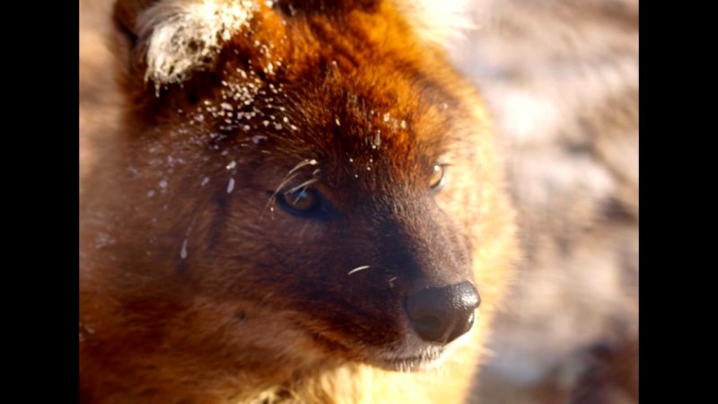 Ussuri Dhole