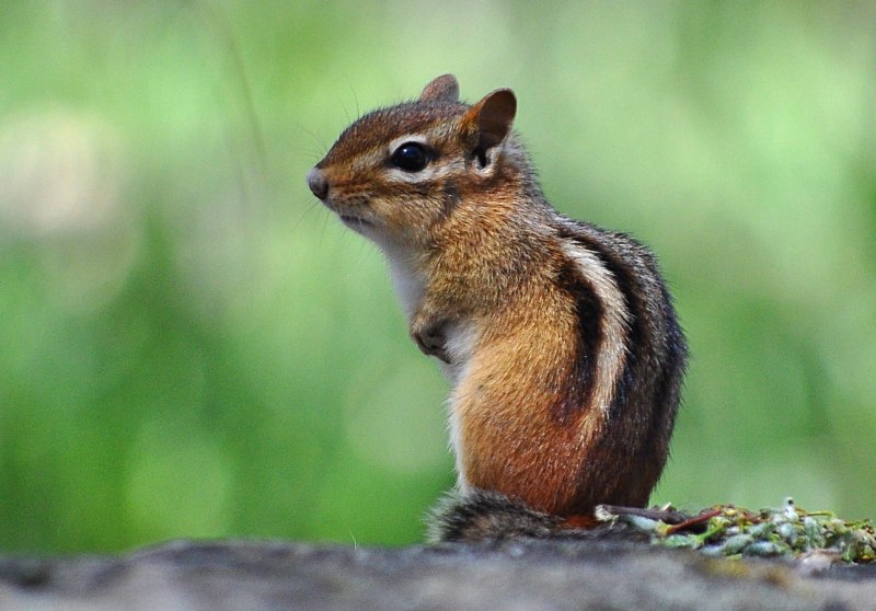 Восточный бурундук (Tamias striatus