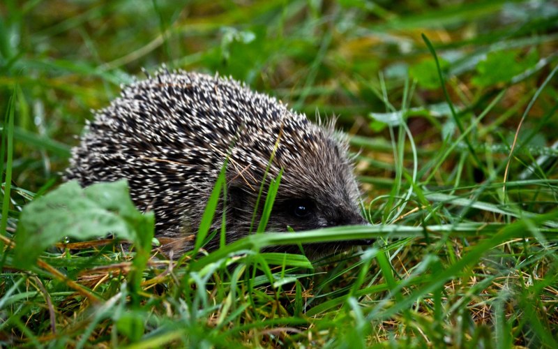 Erinaceus europaeus
