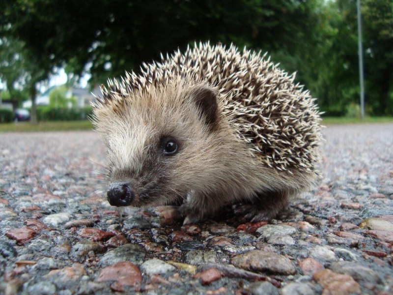 Erinaceus europaeus