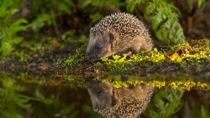 Erinaceus europaeus