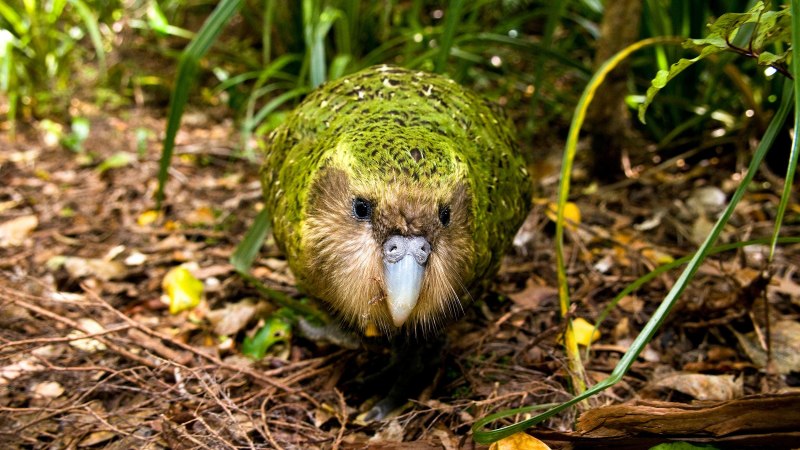 Strigops habroptila