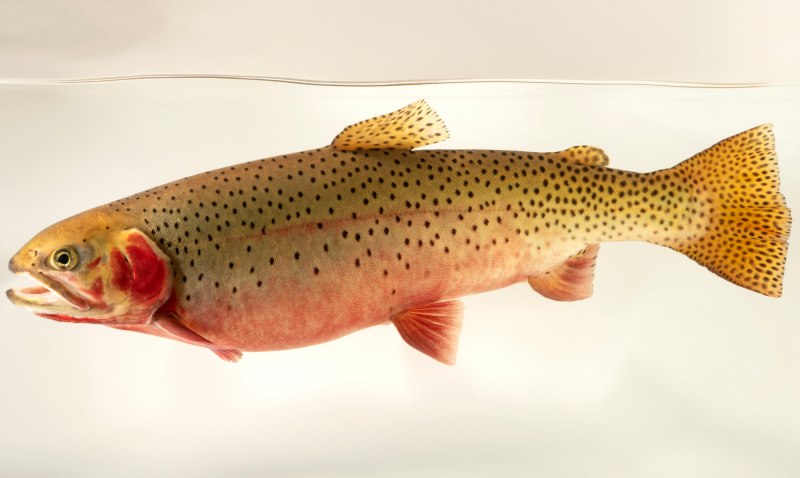 Oncorhynchus clarki
