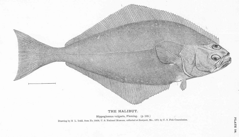 Hippoglossus stenolepis
