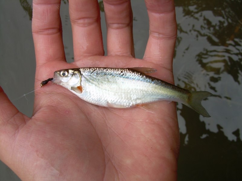 Русская Быстрянка Alburnoides bipunctatus rossicus