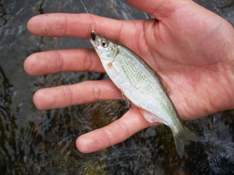 Быстрянка - Alburnoides bipunctatus
