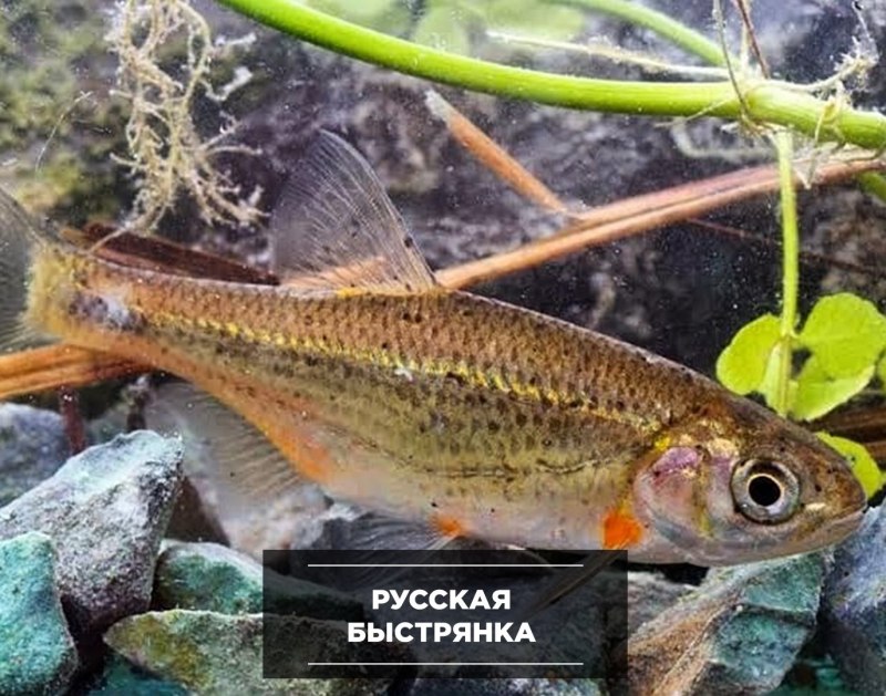 Быстрянка - Alburnoides bipunctatus