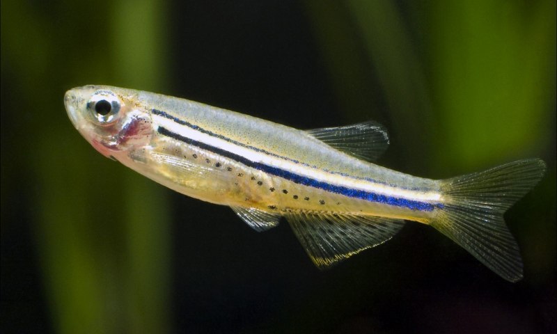 Елец Leuciscus Leuciscus