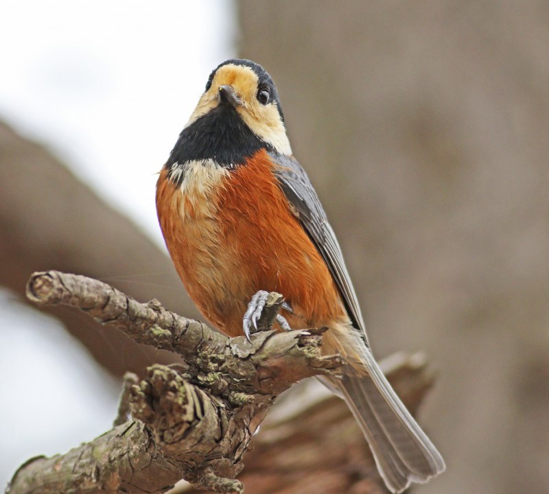 Cyanistes varius — Тиссовая синица