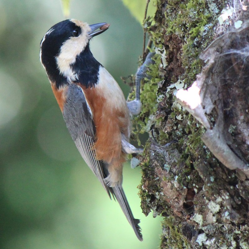 (Sittiparus owstoni