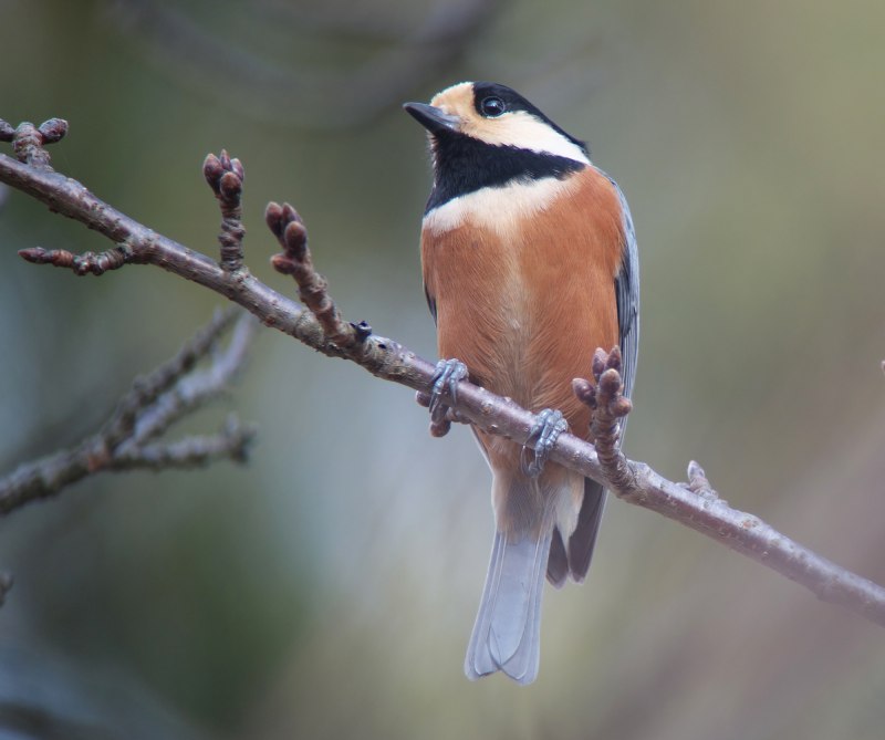 Тиссовая синица Parus varius