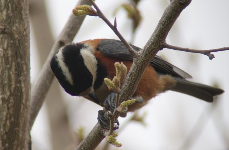 Тиссовая синица Parus varius