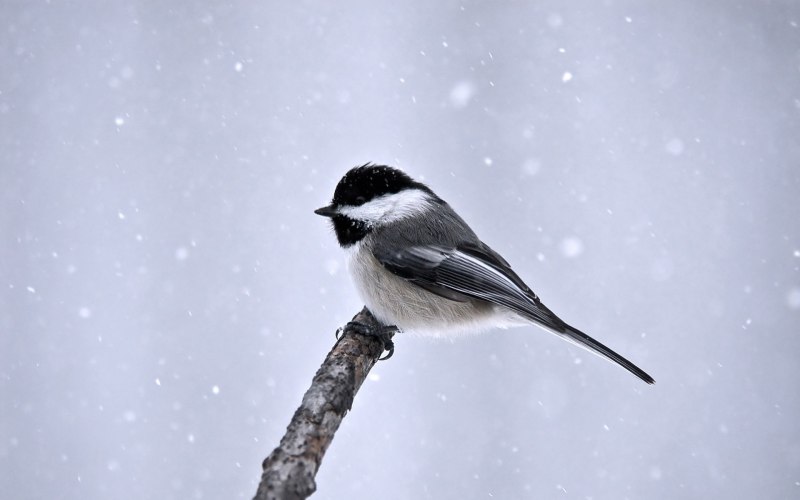 Parus Minor