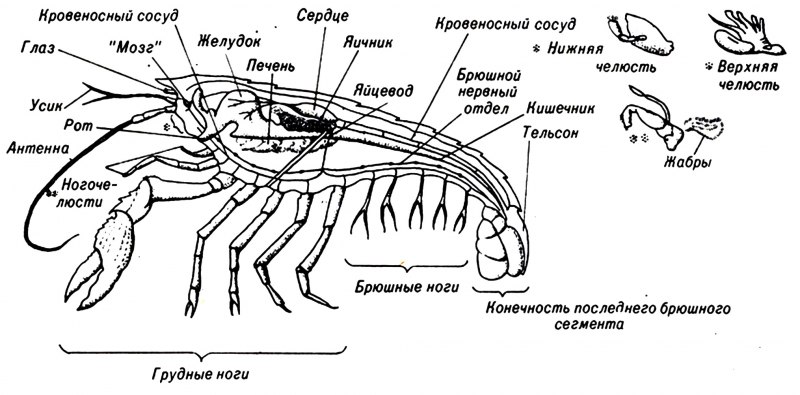 Рачки-бокоплавы крангониксы Хлебникова