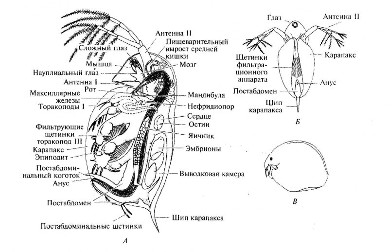 Скелет система у ракообразных