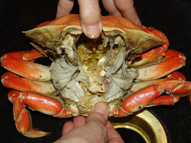 Рачки Arthropoda