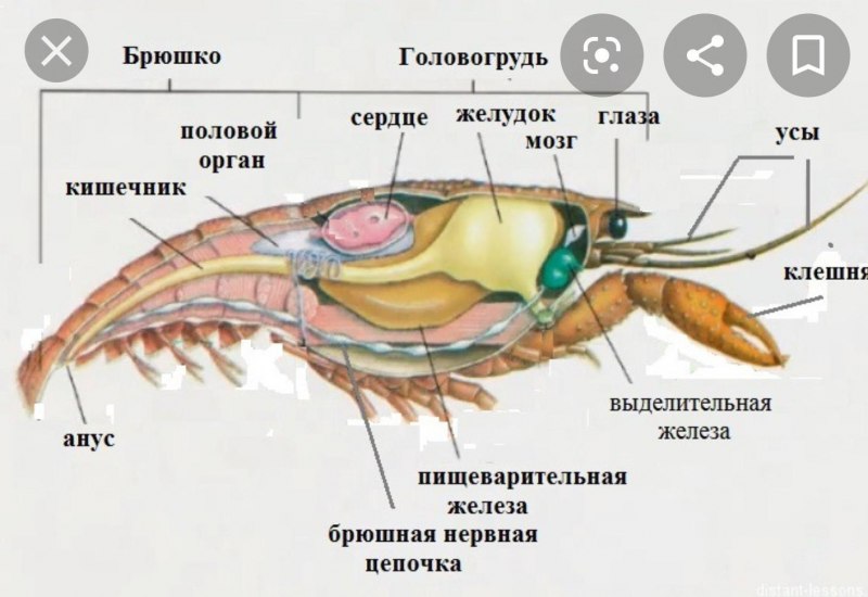 Филогения ракообразных